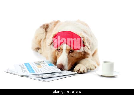 Cute Australian Shepherd dog with sleep mask, newspapers and coffee lying on white background Stock Photo