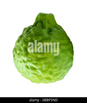 Single fresh green bergamot fruit or kaffir lime is isolated on white background with clipping path. Stock Photo