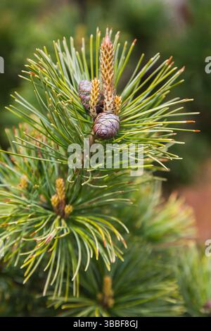 Close-up of red brown female cone on Pinus parviflora 'Goldilocks' - Japanese white pine tree in spring. Stock Photo