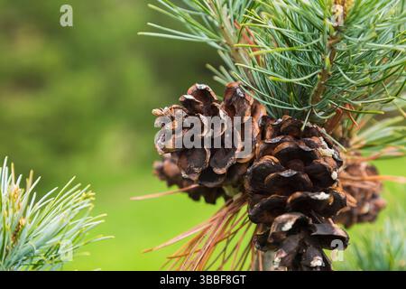 Close-up of red brown cones on Pinus parviflora 'Templehof' - Japanese White Pine tree in spring. Stock Photo