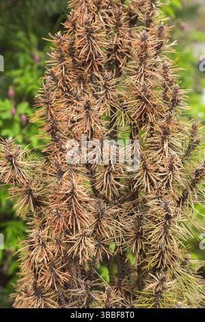 Close-up of Pinus nigra 'Komet' - European Black Pine tree with Phtyophtora - dieback disease in spring. Stock Photo