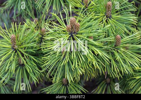 Close-up of Pinus mugo 'Honeycomb' - Mountain Pine shrub with emerging dark brown female cones in spring. Stock Photo