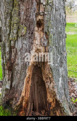 Decaying and insect ravaged Pyrus ussuriensis var. ovoidea - Chinese Pear tree trunk in spring. Stock Photo