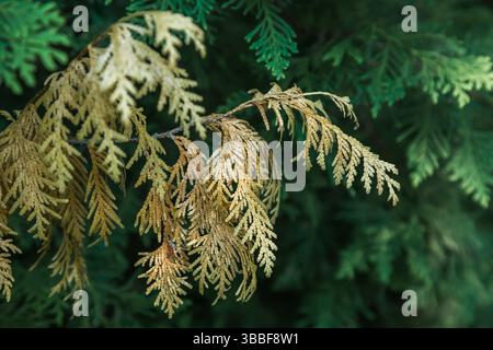 Close-up of Thuja occidentalis - White Cedar tree leaves in summer with dried branches from severe winter wind and cold weather. Stock Photo