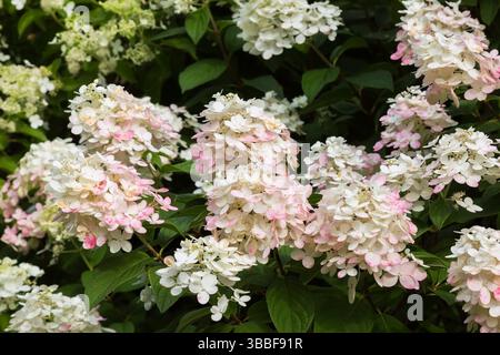 Close-up of Hydrangea paniculata 'Webb's' - Hydrangea flowerheads in summer. Stock Photo