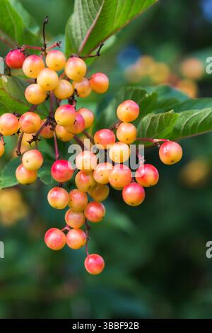 Close-up of Viburnum orientale fruit in summer. Stock Photo