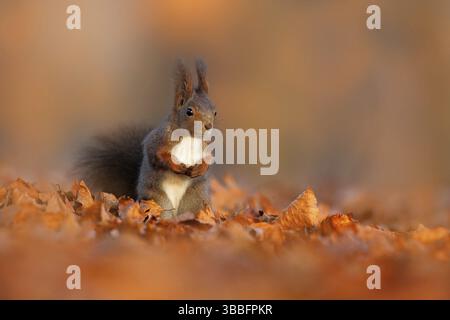 Cute red squirrel with long pointed ears eats a nut in autumn orange scene with nice deciduous forest in the background. Wildlife in November forest. Stock Photo