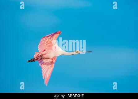 Roseate Spoonbill (Platalea ajaja) in flight, Sanibel Island, J.N. Ding Darling National Wildlife Refuge, Florida, USA Stock Photo