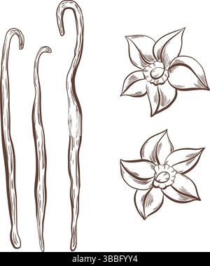Vanilla pods and flowers in black and white vector illustration. Perfect for spice packaging, gourmet labels or premium culinary branding with clean Stock Vector