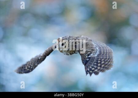 Flying owl in the snowy forest. Action scene with Eurasian Tawny Owl, Strix aluco, with nice snowy blurred forest in background Stock Photo