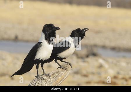 Pied Crow (Corvus albus) calling from old branch, Ethosha, Namibia, Africa Stock Photo