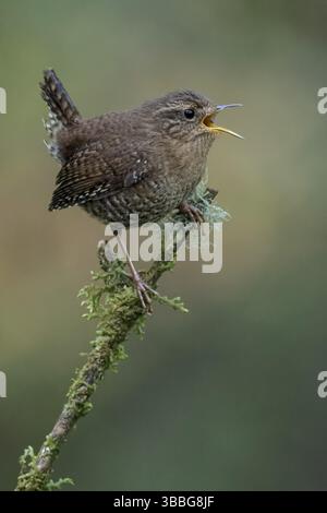 Pacific Wren (Troglodytes pacificus) perched on a branch in Victoria, BC Stock Photo