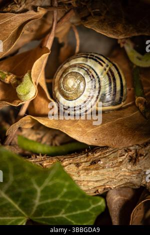 A beautifully patterned snail shell lies nestled among dry leaves, ivy, and forest debris. Captured in a close-up, this image highlights the quiet det Stock Photo