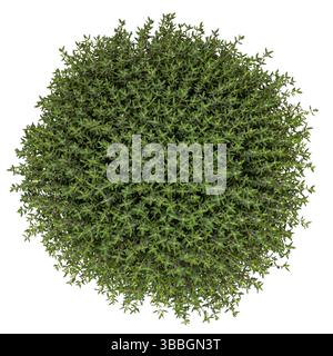 Top view of Thymus vulgaris faustini aka Thyme. Isolated on a white background. Stock Photo