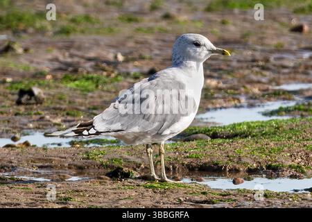 Common Gull, East Mersea Island, Essex, UK Stock Photo