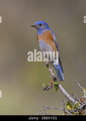 Western Bluebird (Sialia mexicana Stock Photo - Alamy