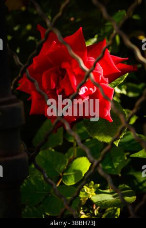 A beautiful red rose behind a fence. Concept of beauty, captivity and freedom. Stock Photo