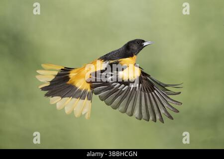 Baltimore Oriole (Icterus galbula) male flying, Texas, USA, North America Stock Photo