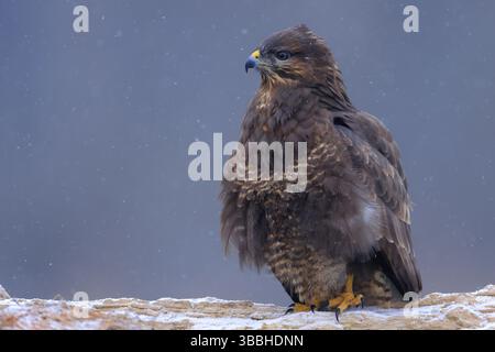 Buzzard (Buteo buteo)perched on branch with snow, Poland, January 2022, Europe Stock Photo