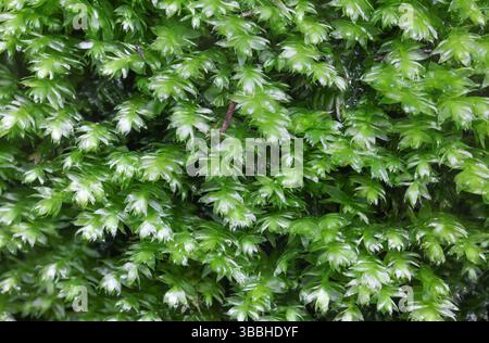 Plagiothecium succulentum on a rock wall in Raasepori, southwestern Finland Stock Photo