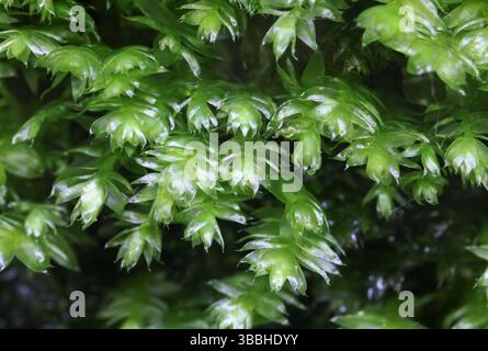 Plagiothecium succulentum on a rock wall in Raasepori, southwestern Finland Stock Photo