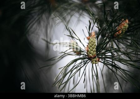 a new small cone on a branch Stock Photo