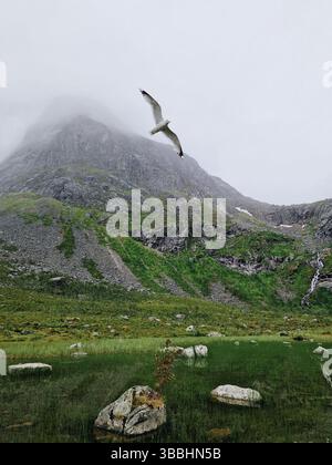 Mountain landscape with a flying seagull over a serene pond in nature Stock Photo