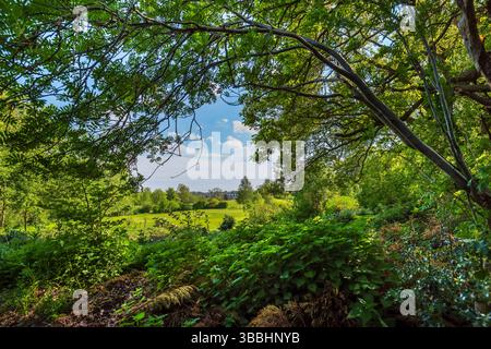 Beauchief golf course from Ladies Spring Wood, Abbeydale, Sheffield in bright sunshine through a gap in trees Stock Photo