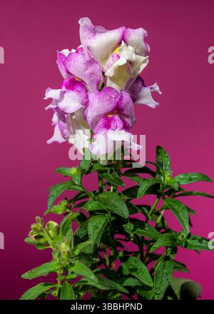 Elegant Pink and White Snapdragon Flowers on a Magenta Stem Stock Photo