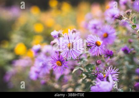 Close-up of Purple Blooms with Yellow Bokeh Background Stock Photo