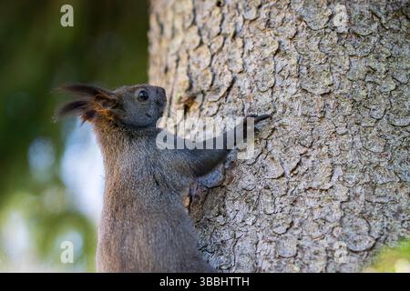 European Squirrel (Sciurus vulgaris) on the side of a fir tree. A red squirrel climbing up a spruce tree trunk. A closeup of a  squirrel. Stock Photo