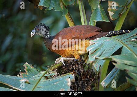 Big bird Great curassow, Crax rubra, in the nature forest habitat, animal sitting on the palm leave in green vegetation. Curassow from Costa Rica. Two Stock Photo