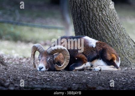 lazy large mouflon ram laying on the forest floor (Ovis gmelini) Stock Photo