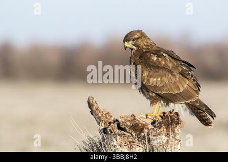 Common Buzzard (Buteo buteo) perched on a stump, Castile-La Mancha, Spain, Europe Stock Photo