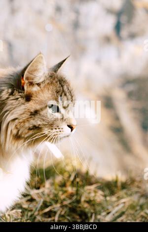 A Pallas's cat (Manul) perfectly camouflaged in dry grass, showcasing its natural habitat. Stock Photo