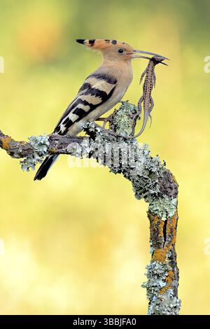 Eurasian Hoopoe (Upupa epops) male with Spanish psammodromus (Psammodromus hispanicus) in beak, Andalusia, Spain, Europe Stock Photo
