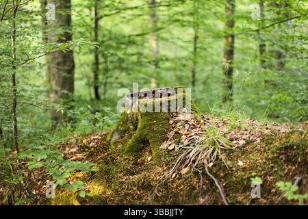 Moss on the tree stump Stock Photo