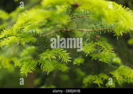 Close up of pine needles Stock Photo