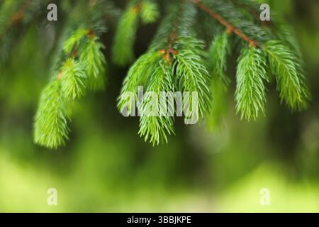 Close up of pine needles - Norway spruce (Picea abies) Stock Photo