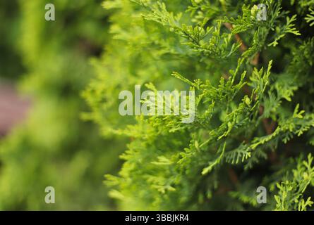 Close up of green thuja Stock Photo