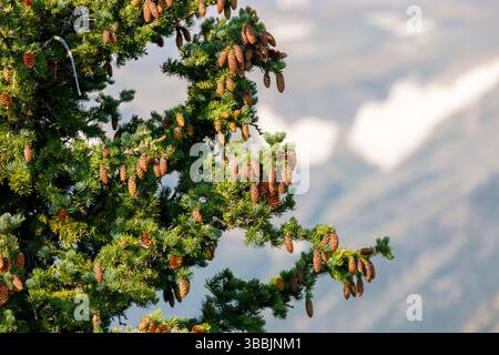 Treet with cones in forest on the Beartooth Scenic Highway, Wyoming, USA Stock Photo