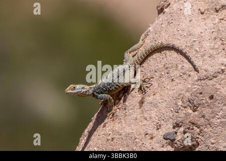 A starred agama lizard basks on a sunlit rock in Cappadocia's Red Valley, blending into the arid and rocky terrain. Stock Photo