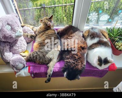 Three plump cats with glossy fur cuddling together on a sunlit windowsill, basking in warm daylight. Cozy domestic scene with pets Stock Photo