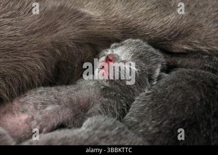 Cute baby cat of Russian Blue breed is tired sleeping and relaxing on the back. Detailed close up of two weeks old  grey fur kitten in her mothers lap Stock Photo