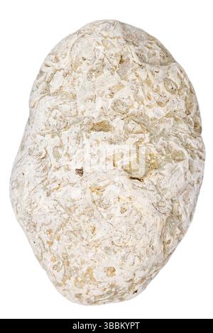 Top view of single white pebble isolated on white background. Stock Photo