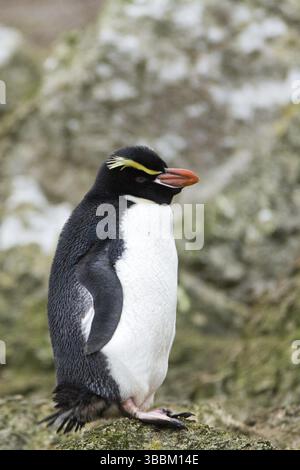Snares Penguin Eudyptes robustus in Asahiyama Zoo Hokkaido Japan