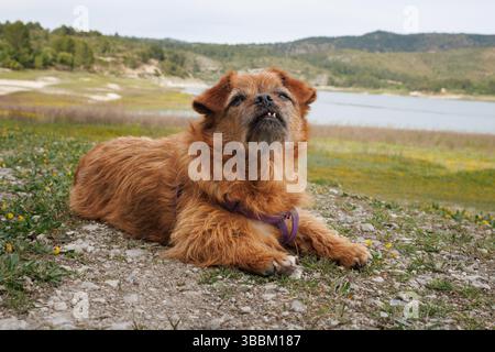 Mixed breed dog sitting in the foreground with the Beniarres swamp in the background, Spain Stock Photo
