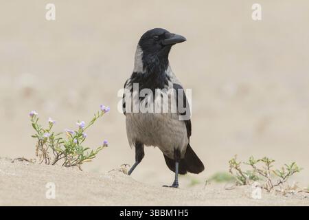 Hooded Crow (Corvus cornix), Sardinia, Italy, Europe Stock Photo