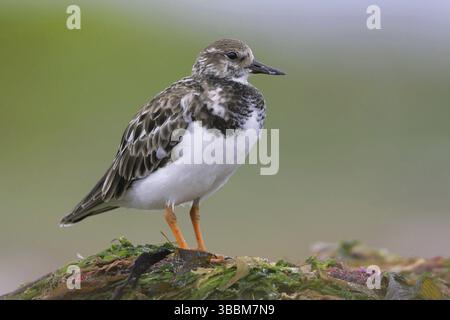 Ruddy Turnstone (Arenaria interpres), South Australia, Australia, Oceania Stock Photo