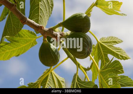 4 figs on a fig tree ripening in the sun. Stock Photo
